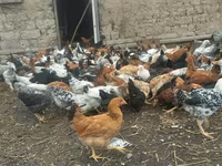 Chickens — foto 5