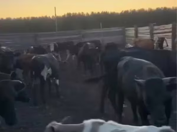 Cow, Cattle