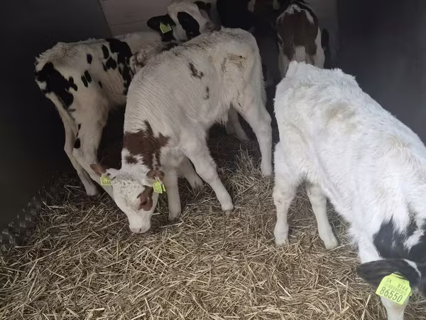 İribuynuzlu mal-qara (partiya, cinsi göstərilməyib), Simmental cattle