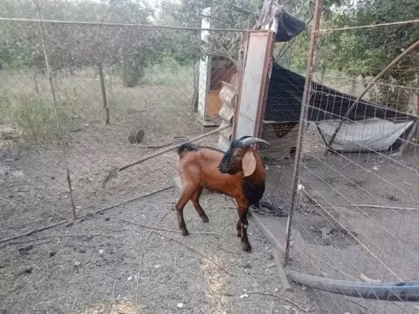 Kozioł, Nubian Goat