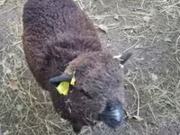 Owca, Southdown sheep — zdjęcie 3