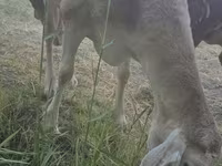 Qoyun, Afghan Arabi sheep — foto 8