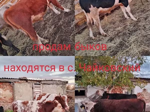 Букачар, Симментал тукуму