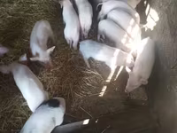 Säue, Schweine — Foto 2