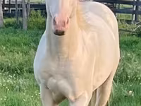 At, Quarter Horse — foto 5