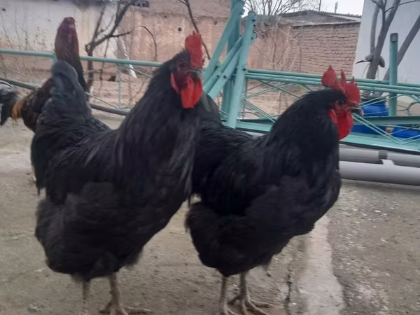 Chickens