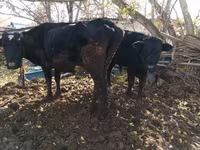 Vaca, Ganado vacuno — foto 1