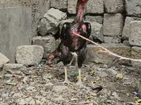 Chickens — photo 1
