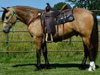 Hengst, Gypsy horse — Foto 3