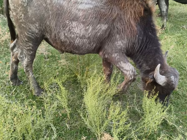Ram, Sheep
