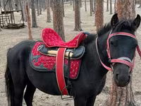 حصان, Shetland Pony — الصورة 1
