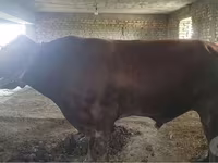 İribuynuzlu mal-qara (partiya, cinsi göstərilməyib), Red Estonian cattle — foto 1
