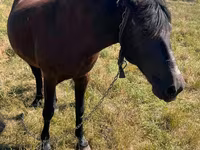Égua, Cavalos — foto 2
