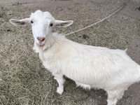 Goat, Goats — photo 2