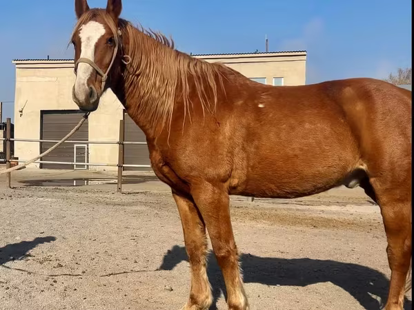 At, Kustanai horse