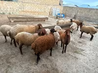 Qoyun, Apsheron sheep — foto 5