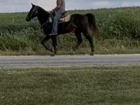 Horse (M), Rocky Mountain Horse — photo 4