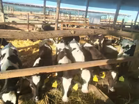 Touro, Raça Holstein — foto 1