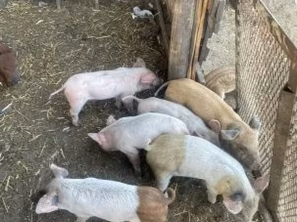 Урук чочко, Чочколор