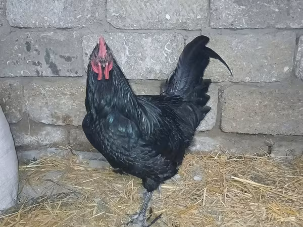 Австралийская бойная