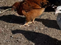 Chickens — 照片 2
