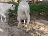 عنزة, Alpine goat — الصورة 6