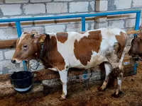 Buğa, Qırmızı-ləkəli cins — foto 5