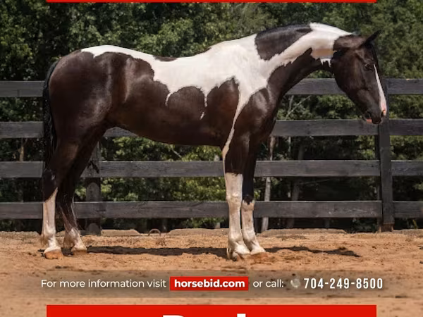 At, Friesian