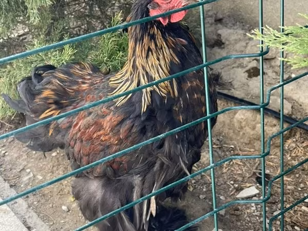 Brahma