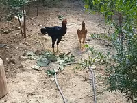 Chickens — 照片 1