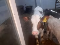 İnək, Simmental cattle — foto 5