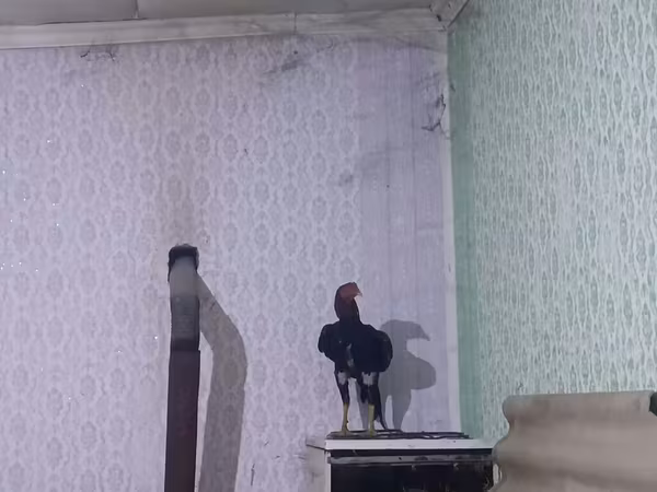Chickens — Azerbaijan