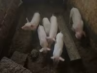 Урук чочко — сүрөт 4