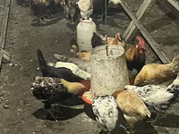 Chickens — photo 6