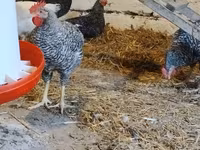 Slovenian Barred Hen — photo 2