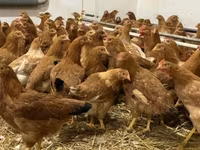 Danish hen — 2-rasm