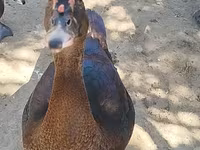 Ducks — photo 1