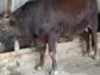 Buğa, Qırmızı step inəyi — foto 6