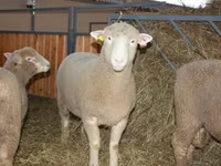 Widder, Dorset horn sheep — Foto 1