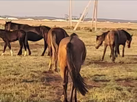 Mare, Mugalzhar horse — photo 3
