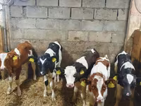 Byk, Simmental cattle — zdjęcie 1