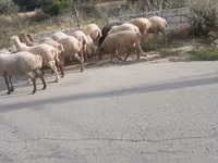 Ram, Sheep — photo 4