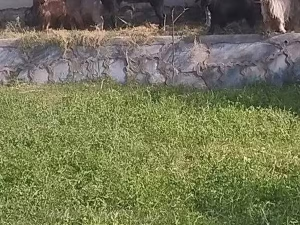 Коза, Alpine goat
