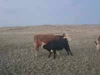 Byk, Latvian Blue cattle — zdjęcie 2