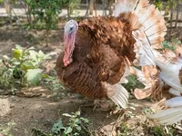 Burbon Qırmızı — foto 1