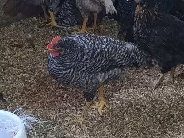 Chickens