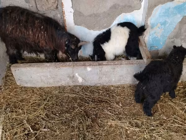 Goat, Goats — Azerbaijan