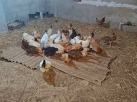 Chickens — photo 2