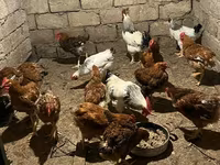 Chickens — photo 2