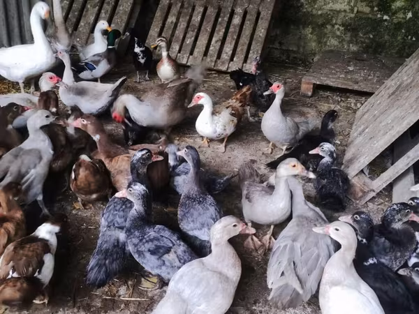 Ducks